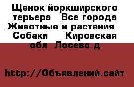 Щенок йоркширского терьера - Все города Животные и растения » Собаки   . Кировская обл.,Лосево д.